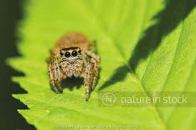 Attēlu rezultāti vaicājumam “Evarcha falcata female”