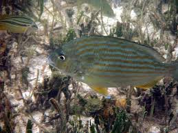 Image result for Archosargus rhomboidalis