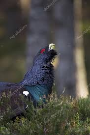 Attēlu rezultāti vaicājumam “Tetrao urogallus male”