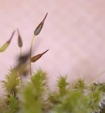 Attēlu rezultāti vaicājumam “Racomitrium canescens sporophyte”
