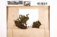 Attēlu rezultāti vaicājumam “Timmia megapolitana”