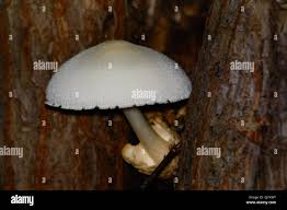 Attēlu rezultāti vaicājumam “Volvariella bombycina”