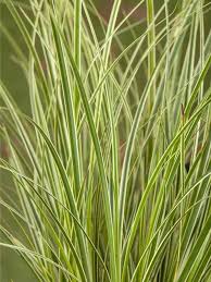 Attēlu rezultāti vaicājumam “Carex paniculata”