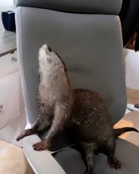 Image result for Otters Old Time Dance Club