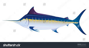 Image result for Makaira nigricans