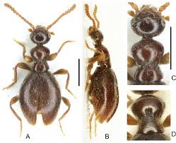 Attēlu rezultāti vaicājumam “Anthicidae”