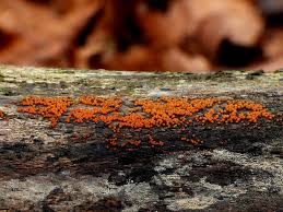 Attēlu rezultāti vaicājumam “Nectria peziza”