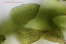 Attēlu rezultāti vaicājumam “Cephaloziella hampeana”