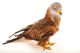 Image result for Milvus milvus