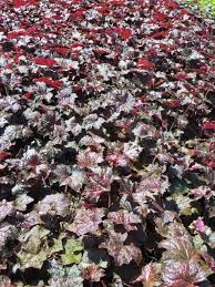Image result for Heuchera `Palace Purple`