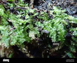 Attēlu rezultāti vaicājumam “Plagiothecium denticulatum”