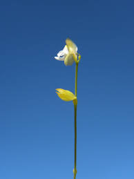 Attēlu rezultāti vaicājumam “Lentibulariaceae”