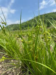 Attēlu rezultāti vaicājumam “Perichaena depressa sessile”
