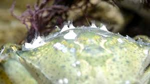 Attēlu rezultāti vaicājumam “Balanus improvisus”