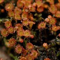 Attēlu rezultāti vaicājumam “Schistidium robustum”