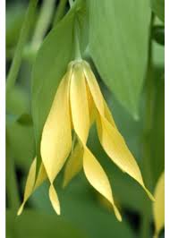 Attēlu rezultāti vaicājumam “Uvularia grandiflora flower”
