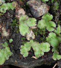 Attēlu rezultāti vaicājumam “Reboulia hemisphaerica”