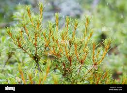 Attēlu rezultāti vaicājumam “Ledum palustre leaf”