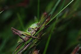 Attēlu rezultāti vaicājumam “Decticus verrucivorus”