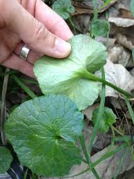 Attēlu rezultāti vaicājumam “Ficaria verna leaf”