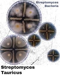 Attēlu rezultāti vaicājumam “Badhamia melanospora stalked”