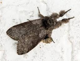 Attēlu rezultāti vaicājumam “Thyatira batis imago”