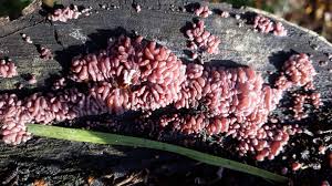 Attēlu rezultāti vaicājumam “Ascocoryne sarcoides”