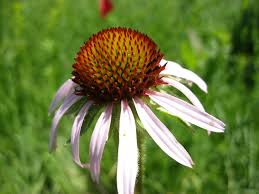 Image result for Echinacea angustifolia
