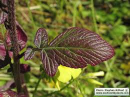 Attēlu rezultāti vaicājumam “Sinapis arvensis leaf”