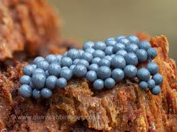 Attēlu rezultāti vaicājumam “Cribraria argillacea stalked”