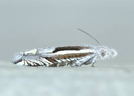 Attēlu rezultāti vaicājumam “Eucosma aspidiscana”