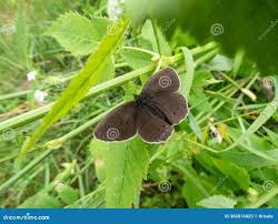 Attēlu rezultāti vaicājumam “Aphantopus hyperantus upperside”