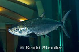 Image result for Chanos chanos