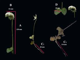 Attēlu rezultāti vaicājumam “Moneses uniflora bud”