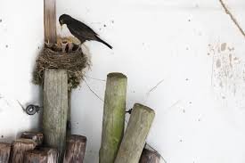 Attēlu rezultāti vaicājumam “Turdus merula nest”