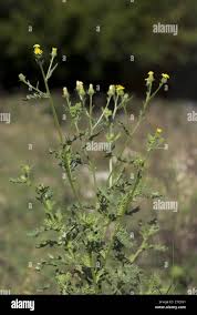 Attēlu rezultāti vaicājumam “Senecio viscosus flower”