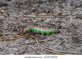 Attēlu rezultāti vaicājumam “Sphinx pinastri larva”