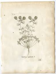 Attēlu rezultāti vaicājumam “Trifolium spadiceum flower”