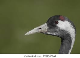 Attēlu rezultāti vaicājumam “Gruiformes”