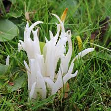 Attēlu rezultāti vaicājumam “Clavaria sphagnicola”