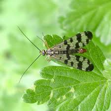 Attēlu rezultāti vaicājumam “Panorpa communis imago”