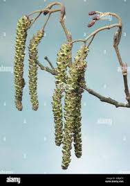 Attēlu rezultāti vaicājumam “Alnus glutinosa flower”