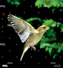 Attēlu rezultāti vaicājumam “Chloris chloris female”