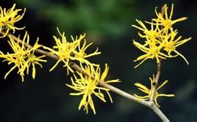 Attēlu rezultāti vaicājumam “Hamamelis virginiana flower”
