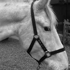 Image result for Weybridge Equestrian Centre