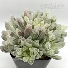 Image result for Haworthia