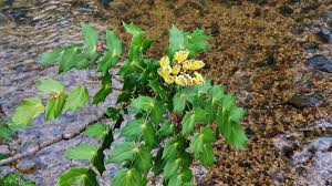 Attēlu rezultāti vaicājumam “Berberidaceae”