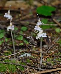 Attēlu rezultāti vaicājumam “Epipogium aphyllum”