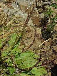 Attēlu rezultāti vaicājumam “Plantago major subsp. intermedia leaf”