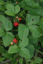 Attēlu rezultāti vaicājumam “Rubus saxatilis”